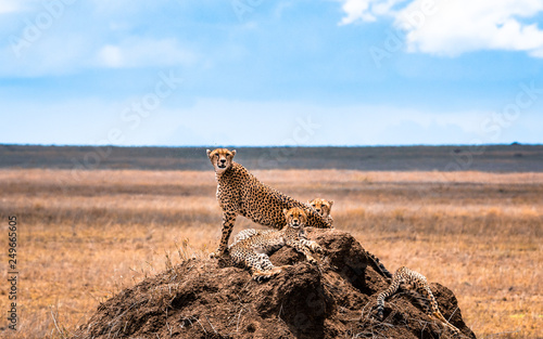 Group of cheetahs in the Serengeti National Park. Africa. Tanzania.