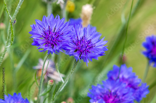 Cornflower (Centaurea cyanus)