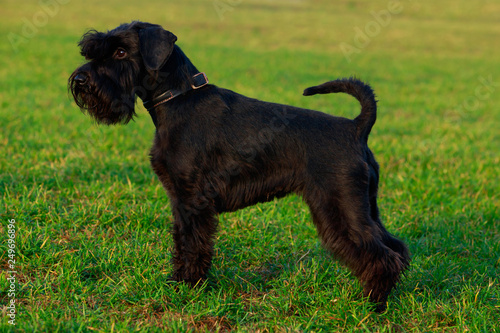 Dog breed miniature schnauzer