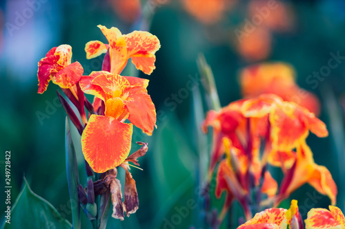 Beautiful orange Yellow canna Lily in vintage style.