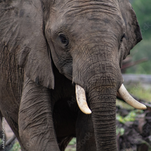 African elephant close up; safari photography