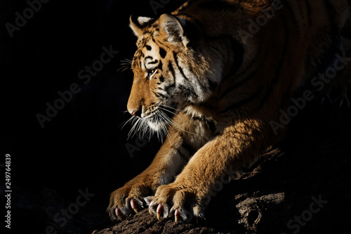 Tiger sharpens claws at sunset