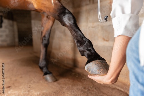 Veterinarian examining horse leg tendons. Selective focus on hoof.