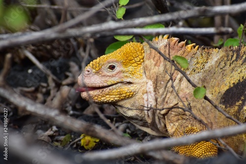 Yellow iguana in nature