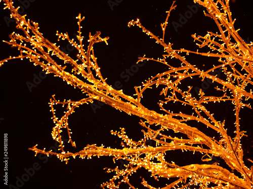 Tree branches glow with lights at night