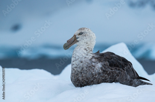southern giant petrel in antarctica