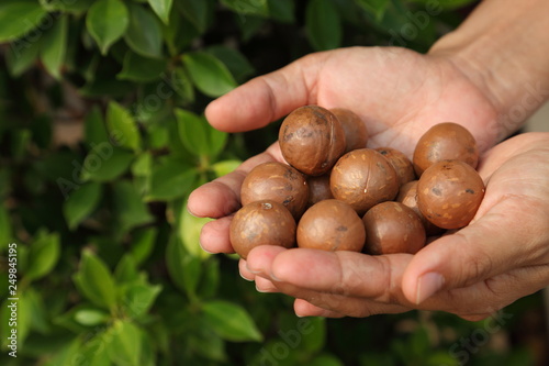farmer holding freshly roasted maccadamia nuts in the hand with natural green background