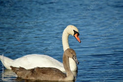 Close-up of a swan and cygnet on water.