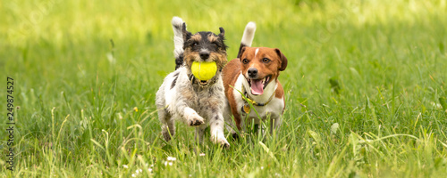 Two small Jack Russell Terrier dogs are running and playing togehter in the meadow with a ball