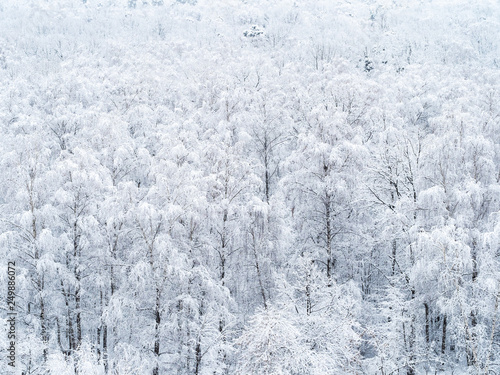 aerial view of snow-covered birch grove