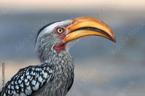 Southern yellow billed hornbill