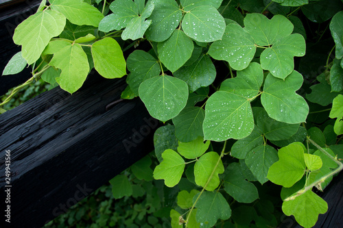 Kudzu, an invasive Japanese vine growing near the Mississippi river in Baton Rouge, Louisiana, USA