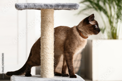 Cute funny Thai cat playing with scratching post at home