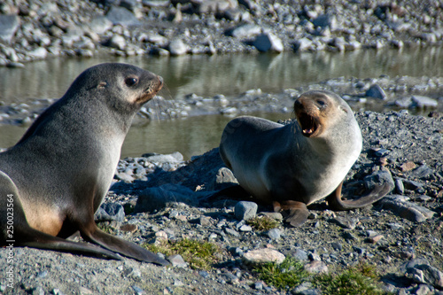 Fortuna Bay South Georgia Islands, antarctic fur seal pups in morning sun