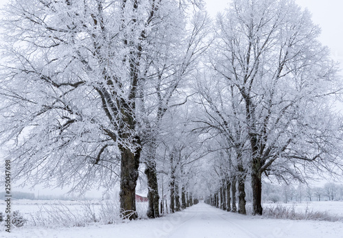 Birch tree covered by fresh snow and frost during winter Christmas time.