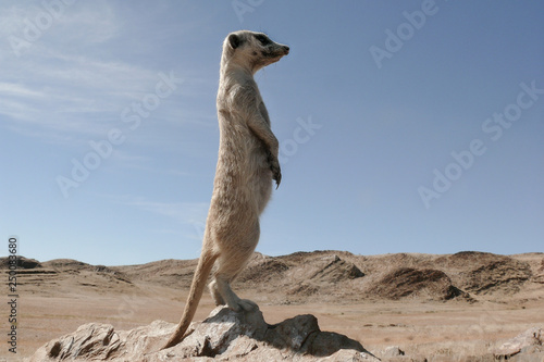 suricate guard standing upright on outlook
