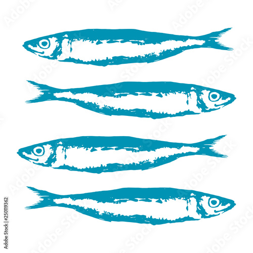 Hand Drawn Illustration a Group of sardines, Sardina pilchardus, Blue on white