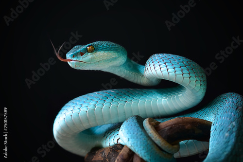 Blue Insularis Snake
