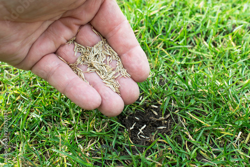 Grassamen in der Hand