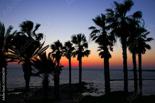 Sunset in Cyprus, Palm Trees in Paphos