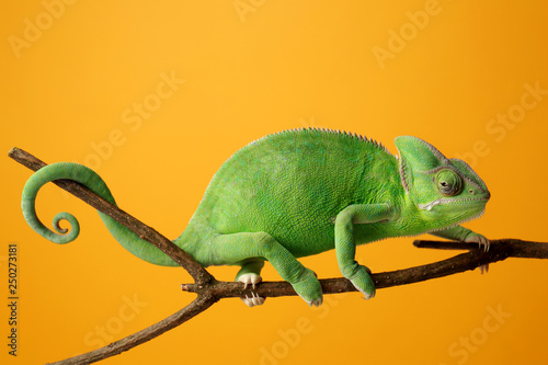 Cute green chameleon on branch against color background