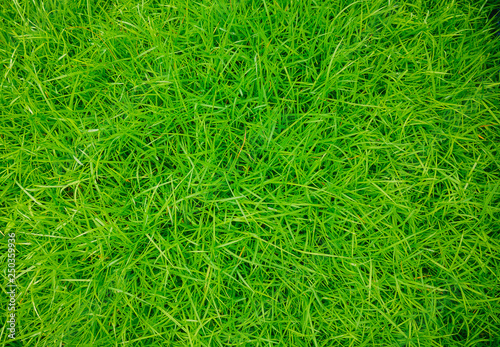 Green grass texture background, Green grass natural, Background texture., green grass background