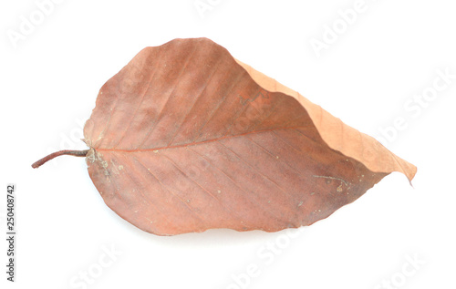 Dry leaf isolated on white background, Copy space.