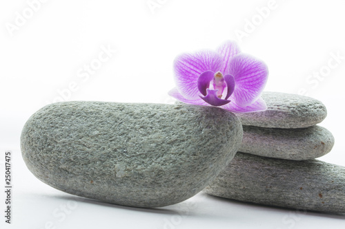 Purple orchid blossom on top of grey roundstone, three more stones behind it - white background