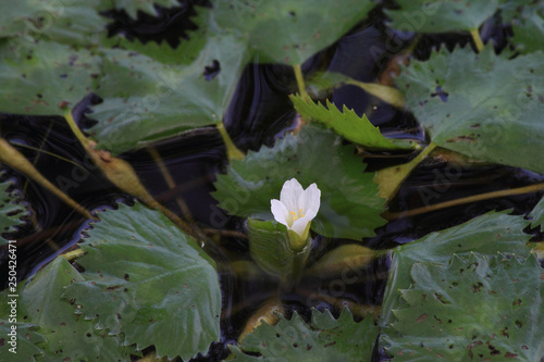 ヒシの花