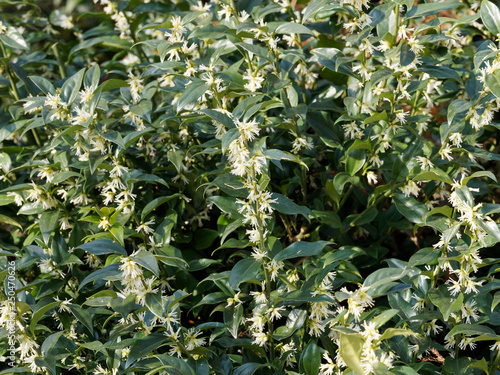 Sarcococca confusa . Le Sarcocoque confus avec ses branches aux feuilles vertes luisantes, ses grappes de petites fleurs blanc crème 