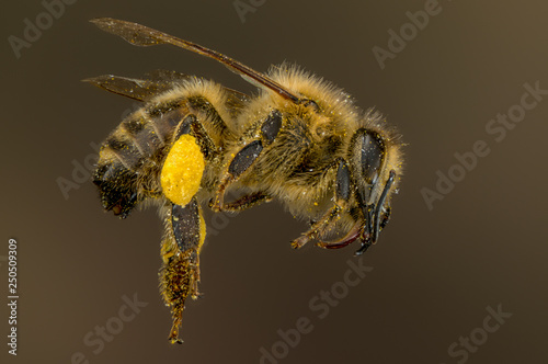 Tote Honigbienen-Arbeiterin mit Pollenhöschen im Detail, Honigbiene Pollenhöschen, tote Biene, Bienensterben, Artensterben, Insektensterben