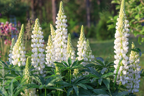 A lot of white lupines field. Rustic garden on the background of a wooden house