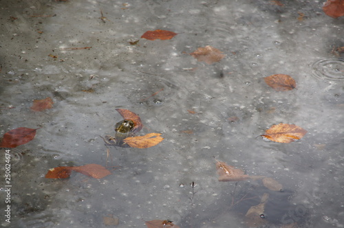 żaba w lodzie, kiedy obudzisz się za wcześnie a dookoła lód i bąble powietrza a do jedzenia stare liście