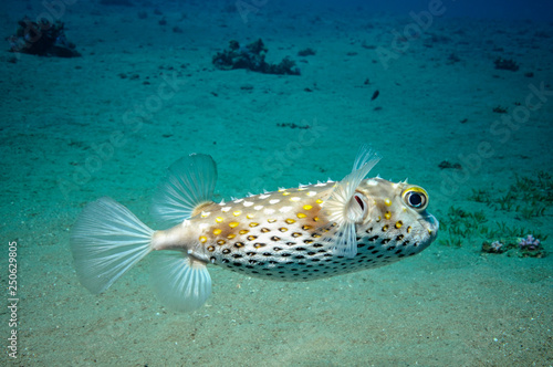 puffer fish