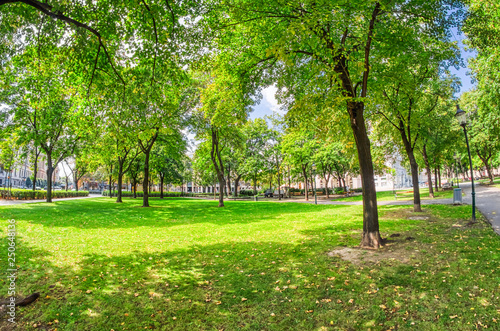 Beautiful trees in a city park, summer season
