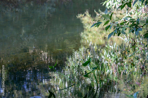 Green leaves on the branches are reflected in the river. Reflection of trees in the river.