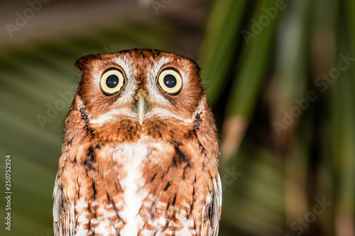 Eastern screech owl - Megascops asio