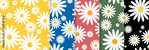 Set of White daisies seamless pattern on five colored backgrounds with yellow, blue, pink, green and black color. Vector illustration.