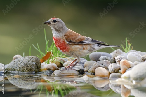 Linnet, Carduelis cannabina, male, at the stones. East Moravia. Europe.