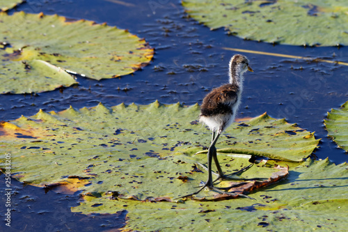 Długoszpon na rozlewiskach Yellow Water, Park Narodowy Kakadu, NT, Australia