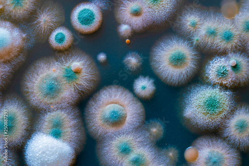 close up petri dish with microbe colony