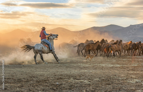 the cowboy who runs a herd of wild horses