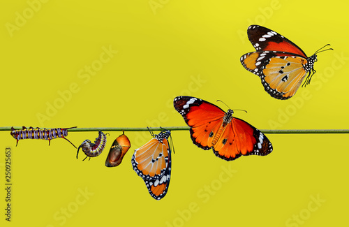 A farm for butterflies, pupae and cocoons are suspended. Concept transformation of Butterfly