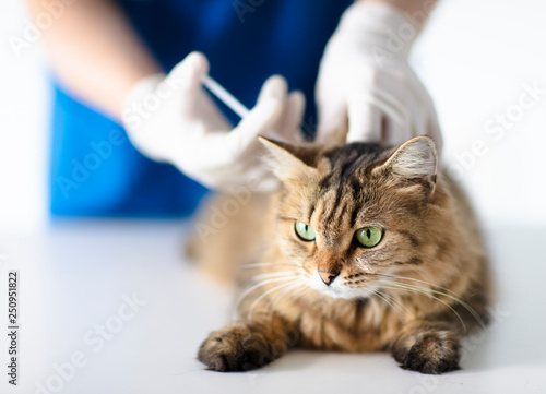 Veterinarian at vet clinic giving injection cat