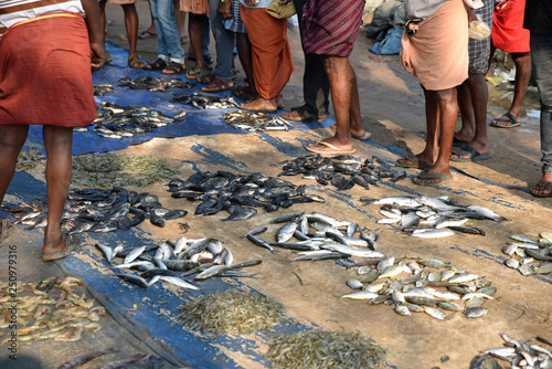 Marché aux poissons au Kerala, Inde du Sud