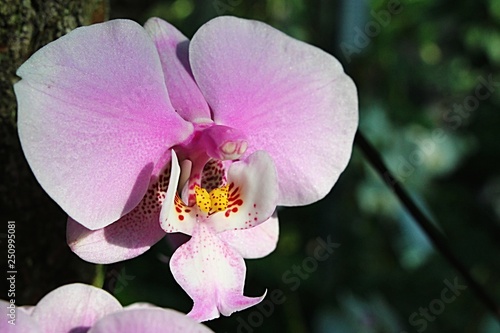 Pink floower of Phalaenopsis, also called moth orchid with patchy red to yellow throaty central part