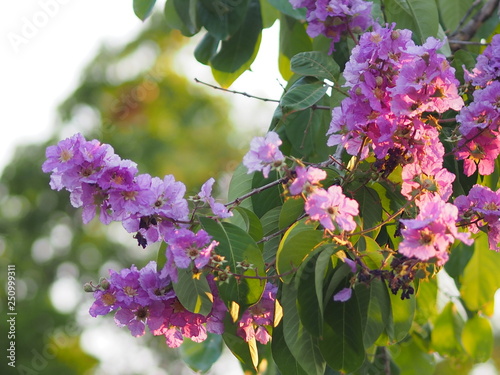 Violet Flower blossom Lagerstroemia speciosa Pers LYTHRACEAE Lagerstroemia beautiful bouquet in nature blur background