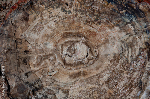 Close up of tree rings of a petrified tree, Petrified Forest National Park, Arizona USA