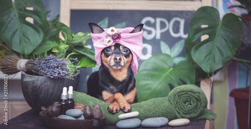  Cute pet relaxing in spa wellness . Dog in a turban of a towel among the spa care items and plants. Funny concept grooming, washing and caring for animals