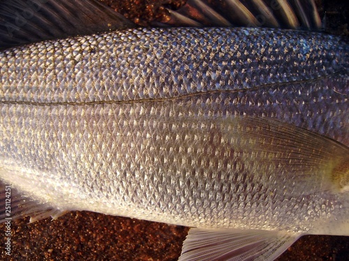 Lubina, seabass (Discentrarchus labrax) Ictiología: Línea lateral.